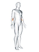 Pronator teres muscle, illustration