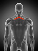 Rhomboid minor muscle, illustration