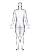 Scalene middle muscle, illustration