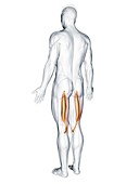 Semitendinosus muscle, illustration