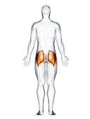 Gluteus maximus muscle, illustration