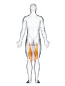 Semimembranosus muscle, illustration