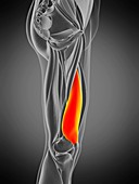 Vastus medialis muscle, illustration