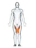 Vastus medialis muscle, illustration