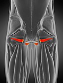 Obturator internus muscle, illustration