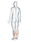 Tibialis posterior muscle, illustration