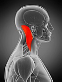 Sternocleidomastoid muscle, illustration