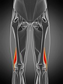 Biceps femoris short muscle, illustration