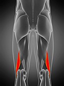 Biceps femoris short muscle, illustration