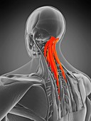 Semispinalis capitis muscle, illustration