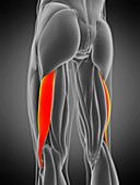 Biceps femoris longus muscle, illustration