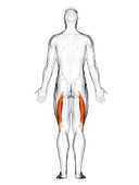 Biceps femoris longus muscle, illustration