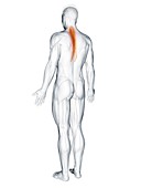 Semispinalis thoracis muscle, illustration