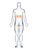 Serratus posterior inferior muscle, illustration