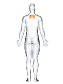Serratus posterior superior muscle, illustration