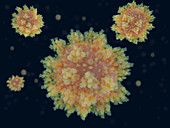 Covid-19 coronavirus particles, illustration