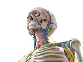 Head anatomy, illustration