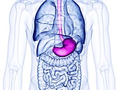 Stomach, illustration