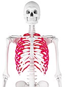 Skeletal thorax, illustration