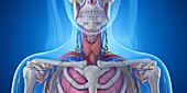 Throat anatomy, illustration