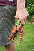 Male hand holds freshly harvested carrots in a garden