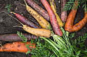 Freshly picked colorful carrots in a garden