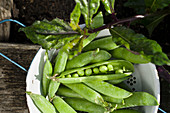Pea pods in an enamel sieve on the edge of a raised bed