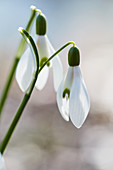 Snowdrops