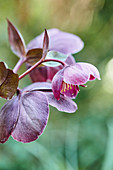 Hellebore 'Penny's Pink'