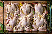 Raw uncooked quails butterfly in marinade in glass baking tray with lime, salt, pepper, olive oil, garlic and greens