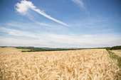 Corn fields, Saarland, Germany