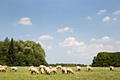 Sheep in a meadow near Saarfels, Saarland, Germany