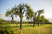 An orchard in Nackberg, Merzig, Saarland, Germany