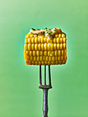 Corn on the cob with melted butter dripping, on a fork, against a green background