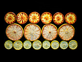 Backlit portrait of various citrus fruit slices. Pink grapefruit, blood oranges, and lime.