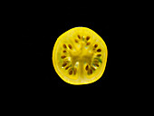 Backlit portrait of a yellow tomato slice