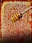 A honey drizzler in front of a bees honeycomb