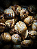 A close up photograph of clams against a black background