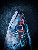 A mackerel fish head with eyes, against a blue background