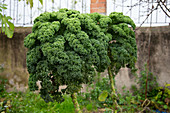 A kale plant in a vegetable garden