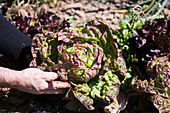 Lettuce head, being harvested from a garden bed