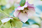 Rosafarbene Blüte der Lenzrose