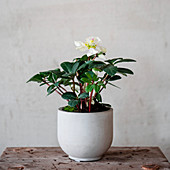 Flowering houseplant in white cache pot