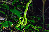 Viper im Selvatura Park, Monteverde, Costa Rica, Zentralamerika, Amerika