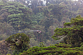 Seilbahn im Nebelwald im Selvatura Park, Monteverde, Costa Rica, Zentralamerika, Amerika