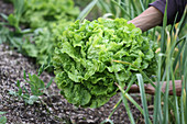 Lettuce head, being harvested from a garden bed
