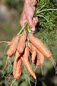 Homegrown freshly dug carrots with roots and earth