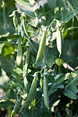 Homegrown peas, bush variety called Dulce de Provenza