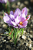 Saffron crocus flowers growing in the soil, ready for harvest