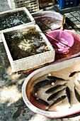 Lebende Fische in Wasserbecken auf einem chinesischen Markt